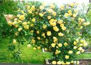 Persian Yellow