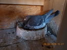 Picture 033