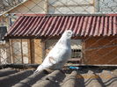 Picture 021