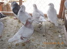 Picture 029
