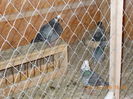 Picture 030