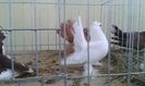 20160306_113633