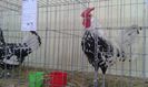 20160306_113415