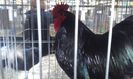 20160306_113127