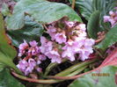 Bergenia