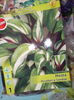 Hosta white feather