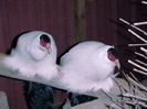 FB_IMG_1454782070771
