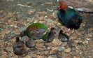 FB_IMG_1454019561171