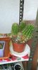 Echinopsis oxygona