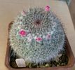 Mammilaria Hahniana Woodsi