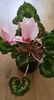 cyclamen roz