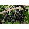 ach-coacaz perla-neagra
