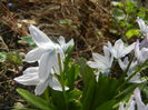 Scilla tubergeniana (2016, Feb.26)
