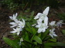 Scilla tubergeniana (2016, March 02)