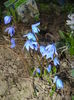 Scilla siberica (2016, March 02)