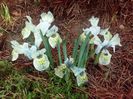 iris reticulata 'Katharine Hodgin'