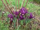 iris reticulata 'Pauline'