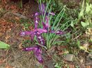iris reticulata 'J.S.Dijt'