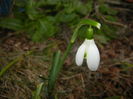 Snowdrops (2016, February 15)