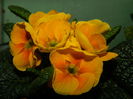DSCN0127