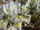 Iris Katharine Hodgkin (2016, March 01)