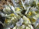 Iris Katharine Hodgkin (2016, March 01)