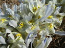 Iris Katharine Hodgkin (2016, March 01)