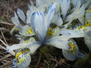 Iris Katharine Hodgkin (2016, March 02)