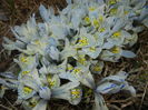 Iris Katharine Hodgkin (2016, March 03)