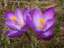 Crocus Flower Record (2016, March 01)