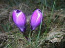 Crocus Flower Record (2016, March 02)