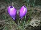 Crocus Flower Record (2016, March 02)