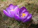 Crocus Flower Record (2016, March 03)