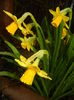 Narcissus Tete-a-Tete (2016, March 09)