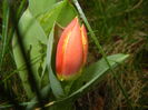 Tulipa Stresa (2016, March 09)