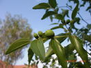 Jujube