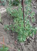 Stevia Dulce