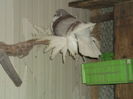 flori 945