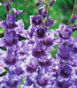 pol_pm_Gladiolus-Mieczyk-Passos-R-5-szt--538_1