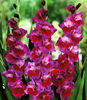 pol_pm_Gladiolus-Mieczyk-Velvet-Eyes-5-szt--1773_1