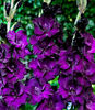 pol_pm_Mieczyk-Gladiolus-Purple-Flora-5-szt--4959_1