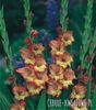 Gladiolus-Mieczyk Princess Margaret Rose 5 szt