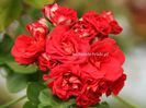 pelargonia_red_sybil