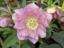 helleborus double Ellen pink