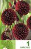pompon-dark-red
