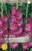 gladiolus-fidelio
