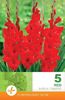 gladiolus-red