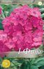 phlox-paniculata-Pink