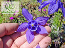 Aquilegia-alpina-Blue