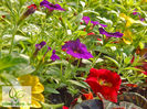 Calibrachoa-Tropicana-1